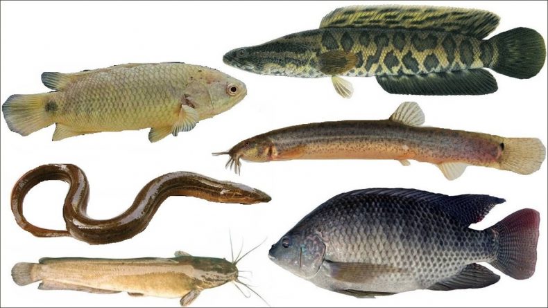 Có một vài loại cá mà bạn không nên ăn khi đang mang thai