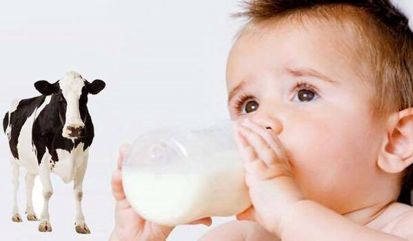 Sữa bò không phù hợp với trẻ em dưới 12 tháng tuổi