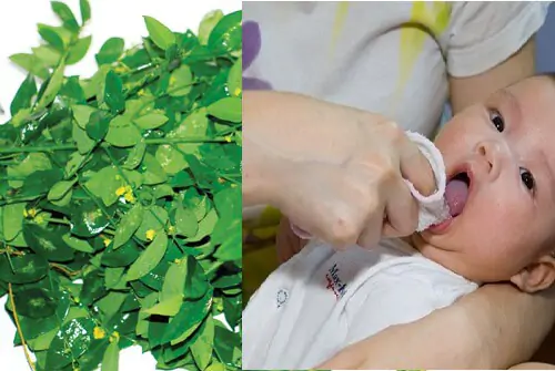 Rau ngót chữa tưa lưỡi cho trẻ em rất tốt