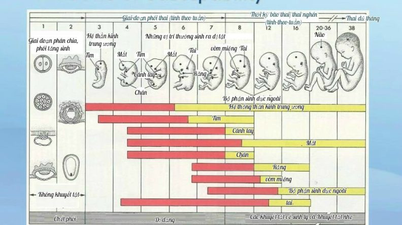 Bảng mô tả toàn bộ tổn thương của thai nhi trong bụng mẹ sẽ trong các giai đoạn thai kỳ.